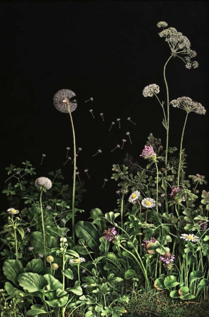Maurizio Bottoni, Fragment of a Meadow