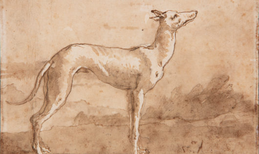 Giovanni Domenico Tiepolo Italian Greyhound Profile