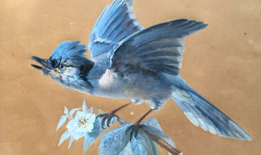 Lamotte Blue Jay Bird Cayenne