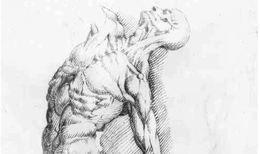 Sinibaldo Scorza Studio di nudo virile scorticato e studio di gamba